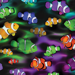 Life is a Beach, Rainbow Clownfish Life is a Beach, Rainbow Clownfish